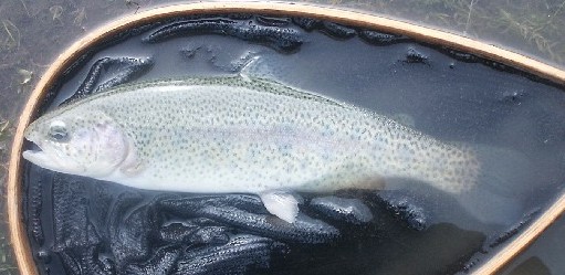 /i/Fishing Two/Canillon_Rainbow_5.05-2.JPG